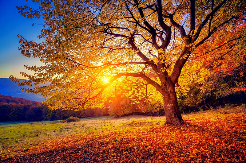 Beech Tree In Autumn Hills Fall Autumn Glow Sunlight Bonito