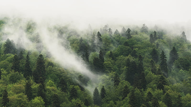 Green trees covered with fog, HD wallpaper | Peakpx