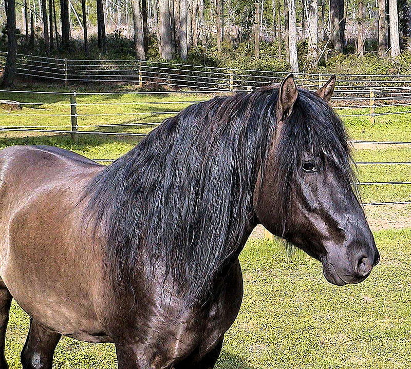 HORSE!!!, friesians, ponies, nature, animals, paso fino, horses, black horses, HD wallpaper