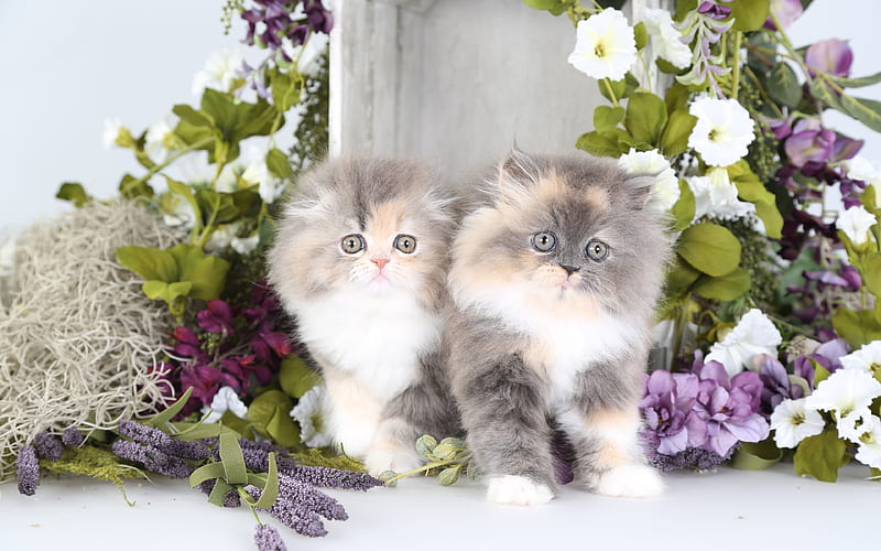 Persian cats, small fluffy kittens, pets, gray kittens, HD wallpaper