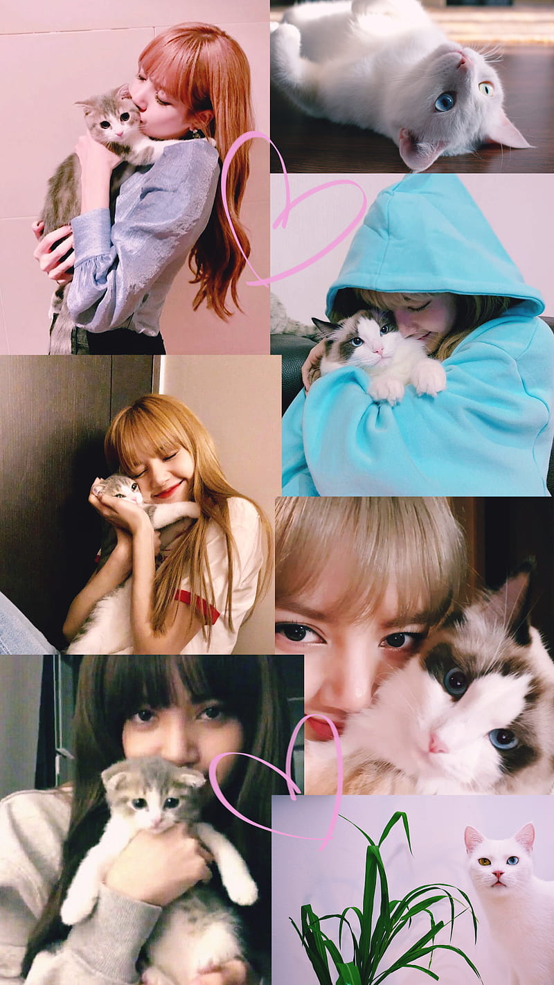 Lisa with Kitties, blackpink, blackpink cute, cat, cats, cute, kitten,  kitty, HD phone wallpaper | Peakpx
