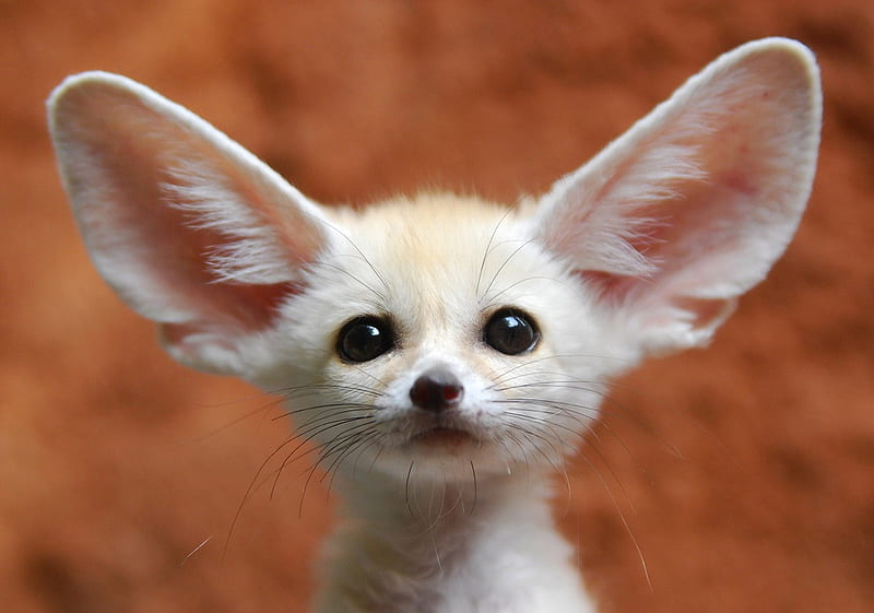 Fennec, animal, cute, vulpe, fox, orange, ears, HD wallpaper