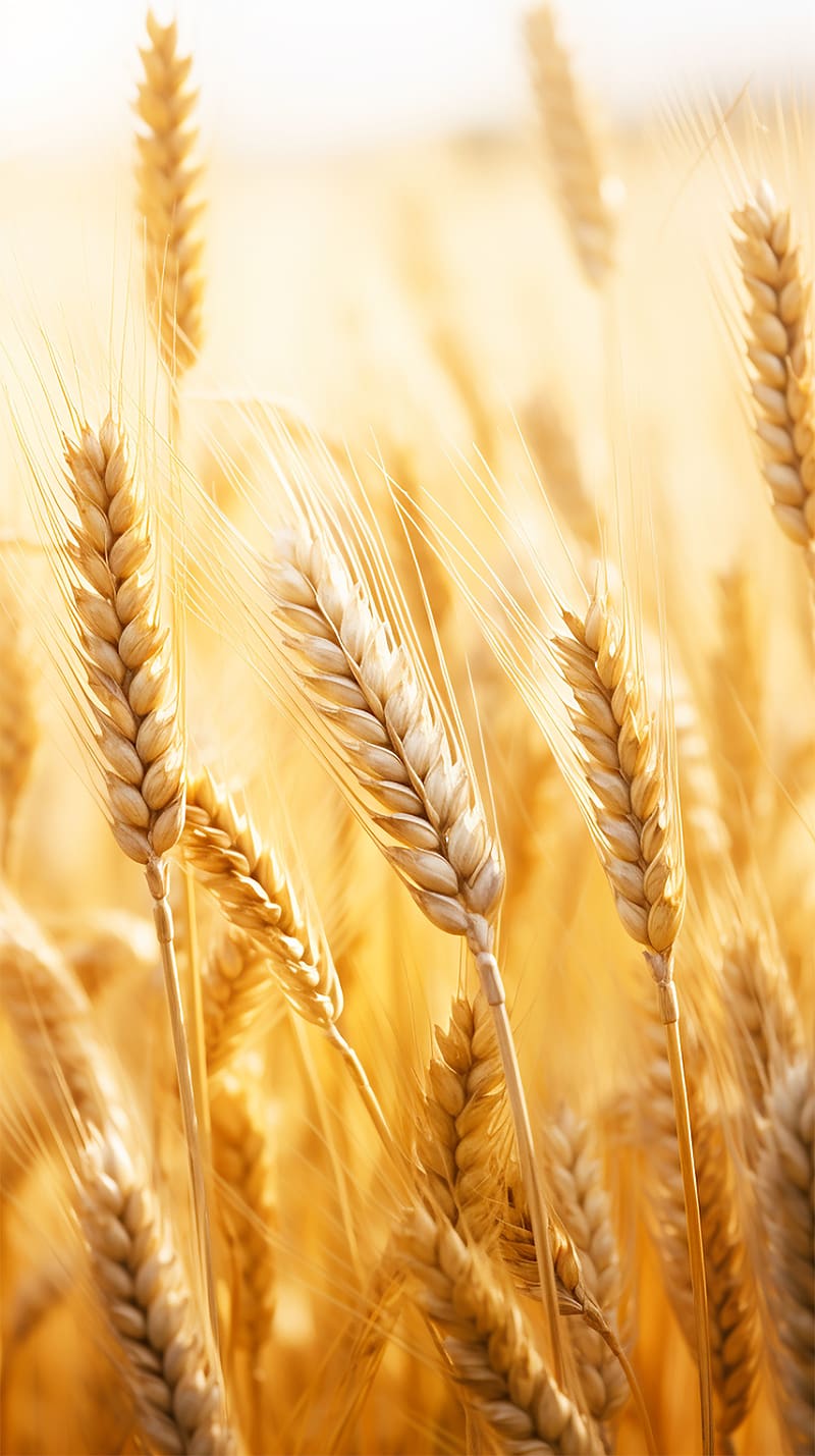 wheat, plants, ears, blur, HD phone wallpaper