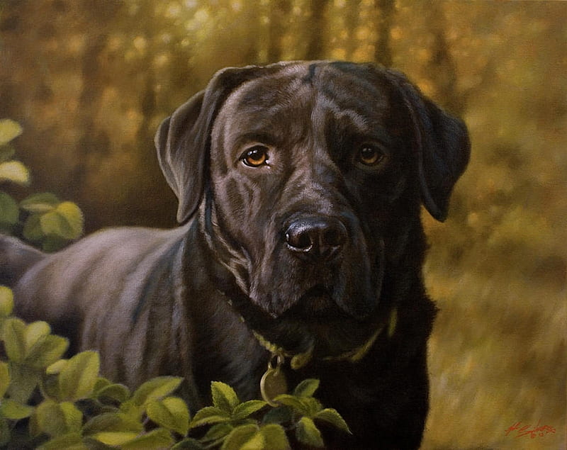 Looking Dog, painting, look, animal, dog, HD wallpaper