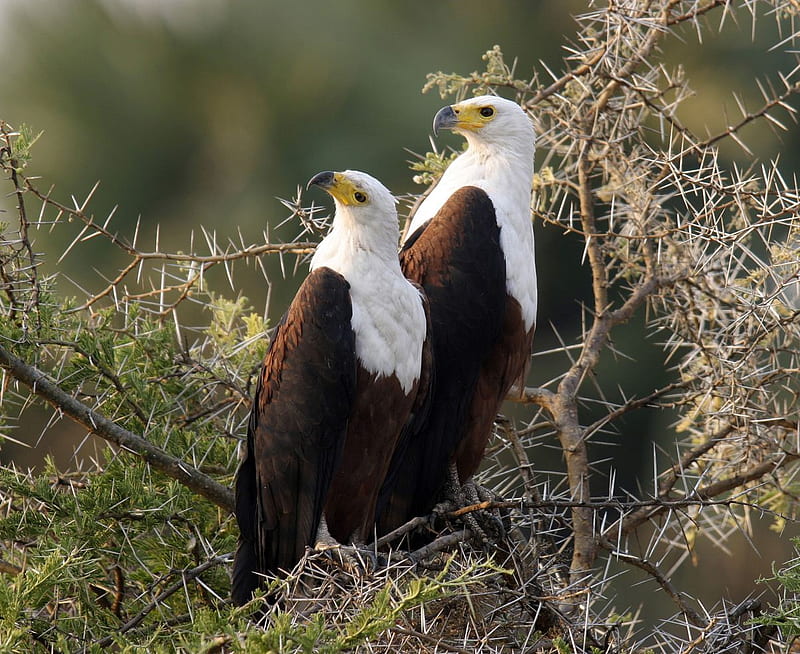 Pair Of Fish Eagles, eagles, birds, fish eagles, african, HD wallpaper