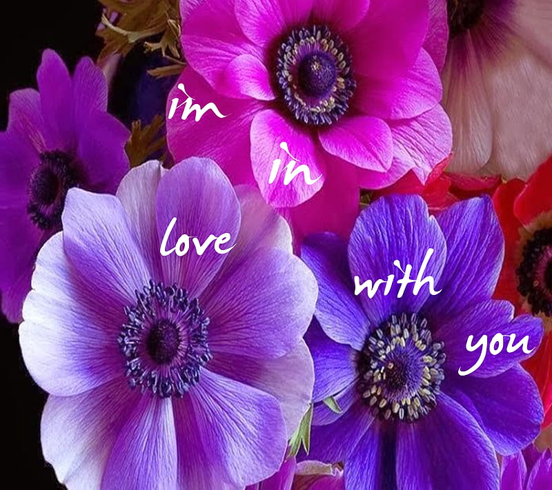 Im In Love With You, im in love, with you, HD wallpaper | Peakpx