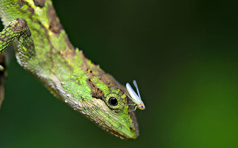 lizard and grasshopper-Animal World Series, HD wallpaper