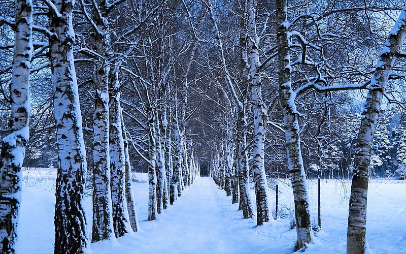 Winter Birch Alley, avenue, snow, birches, trees, alley, winter, HD wallpaper