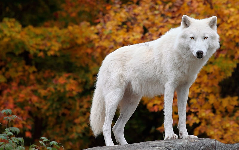 The Arctic Wolf, predator, autumn, wildlife, white, wolves, HD wallpaper