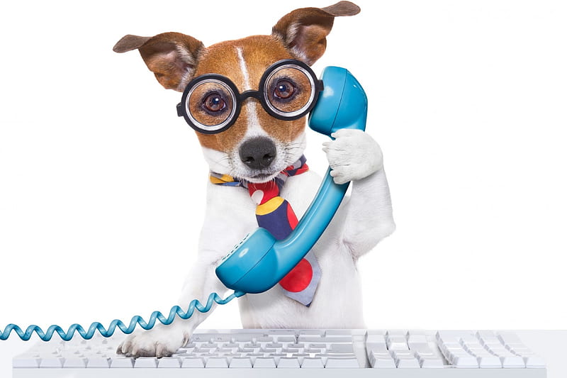 Hallo!, glasses, tie, jack russell, animal, terrier, phone, funny, white, puppy, dog, blue, HD wallpaper