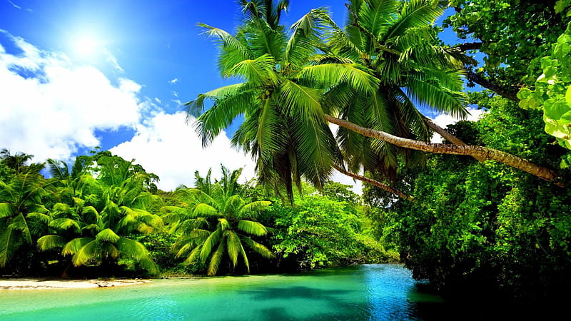 Slanting Coconut Trees Above Water Palm Trees Under White Clouds Blue Sky During Daytime Nature, HD wallpaper