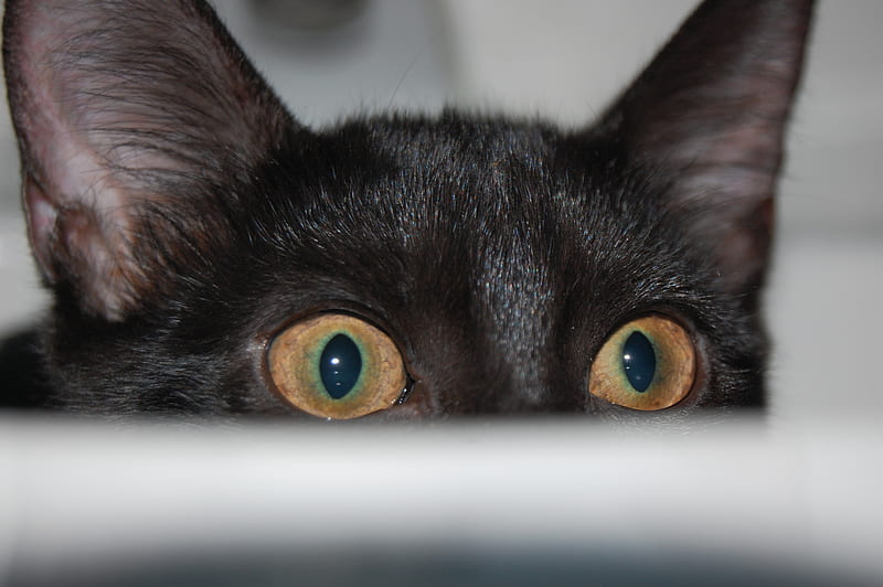 Cat Eyes From The Sink, sink, cute, bathroom, black, adorable, cat, eyes, kitten, HD wallpaper