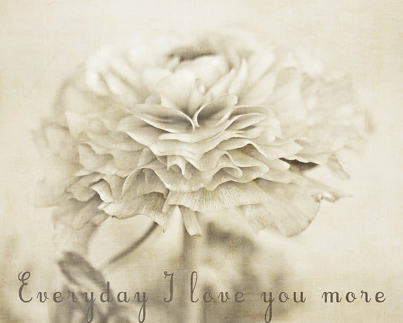 Every day I love you more, more, i love you, every day, message, entertainment, love, siempre, flower, white, HD wallpaper