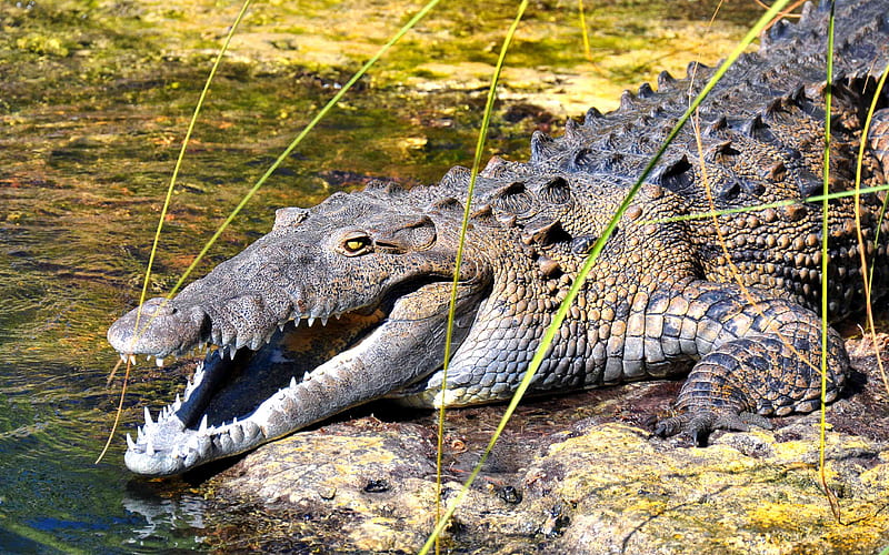 American crocodile big terrible crocodile, predator, wildlife, North America, Crocodylus acutus, HD wallpaper
