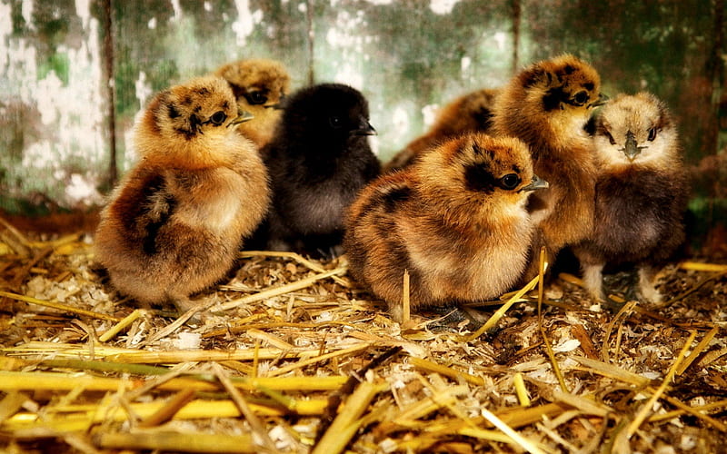 LOVELY CHICKS, cute, hay, chickens, barn, HD wallpaper