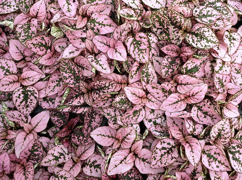 Looks Like A Flower, cool, nice, pink, grass, HD wallpaper | Peakpx