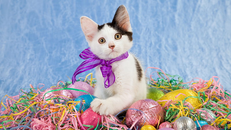 Cute Kitten Is Sitting Near Easter Egg With Blue Background Kitten, HD wallpaper