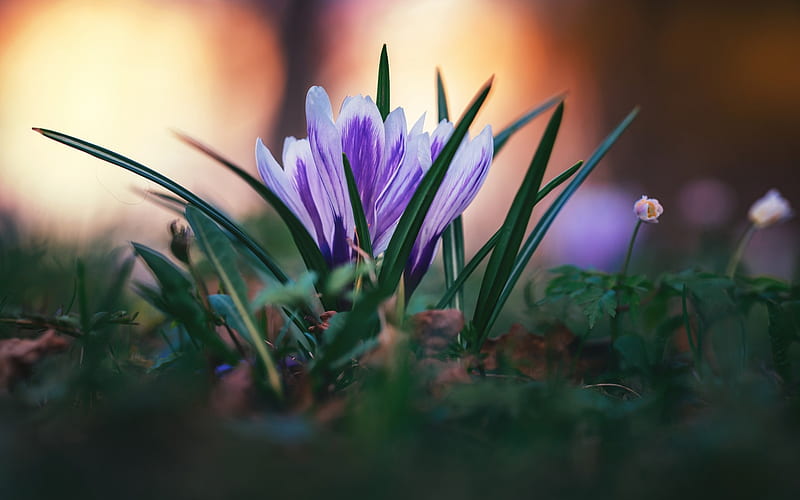 crocuses, field violet flowers, spring, grass, spring flowers, evening, sunset, bokeh, blur, HD wallpaper