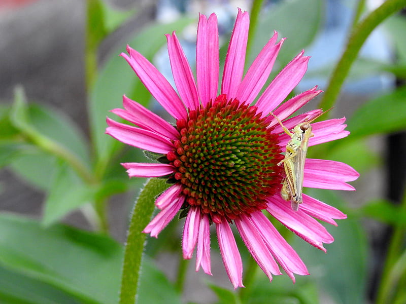 Grasshopper On A Coneflower, Summer, Grasshopper, Flower, Nature, graphy, HD wallpaper
