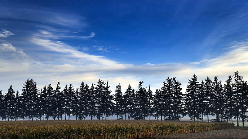 tree line across corn fields, corn, fields, sky, trees, HD wallpaper
