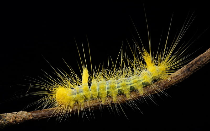 Caterpillar, yellow, black, insect, HD wallpaper