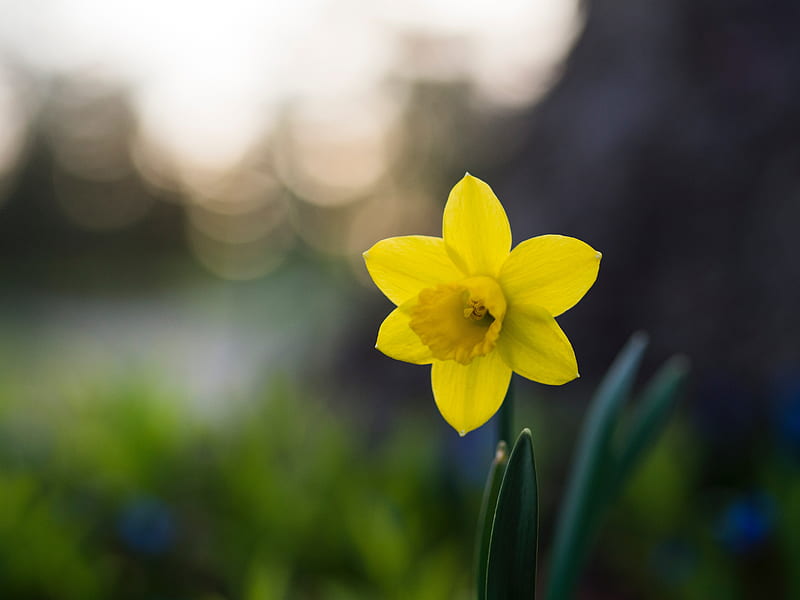 One beautiful Daffodil, Yellow, Daffodil, Green, One, Spring, Flowers, HD wallpaper