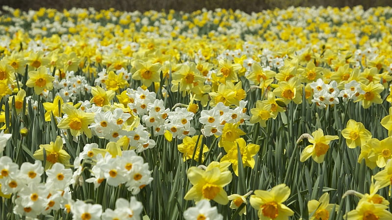 Spring Flowers, flowers, spring, daffodils, field, HD wallpaper