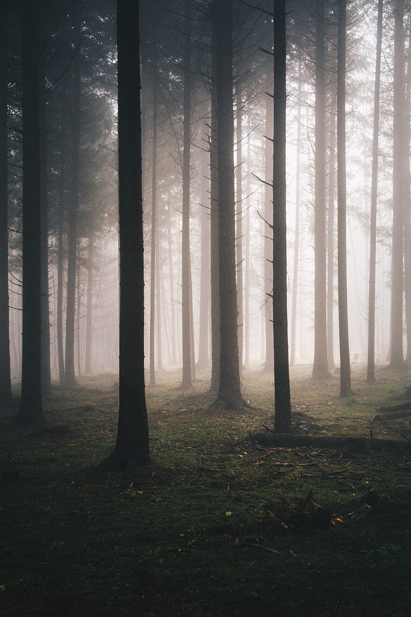 1920x1080px, 1080P free download | Forest, mist, trees, HD phone ...