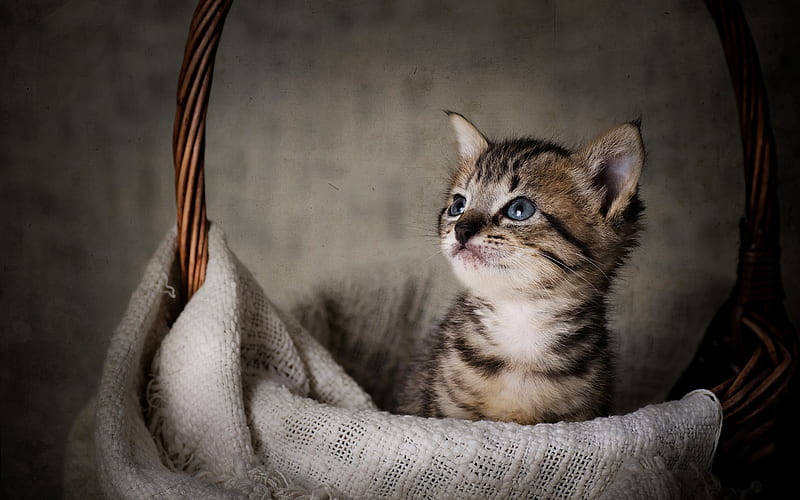 small gray kitten, cat in the basket, cute pets, small animals, cats, American Bobtail, HD wallpaper