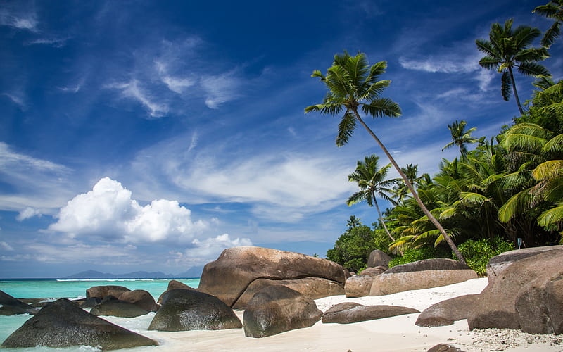 beach, Maldives, palms, sand, summer, sea, HD wallpaper