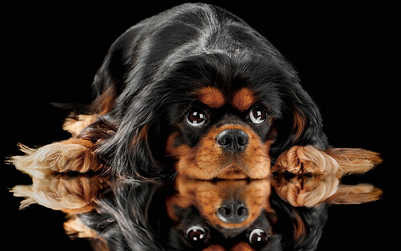 black puppy, English toy spaniel, small dog, King Charles Spaniel, cute animals, pets, breeds of small dogs, HD wallpaper