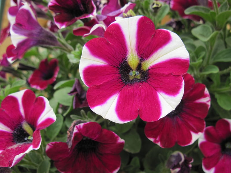 Beautiful Peppermint Petunias, red, peppermint petunias, green, flowers, graphy, white, HD wallpaper