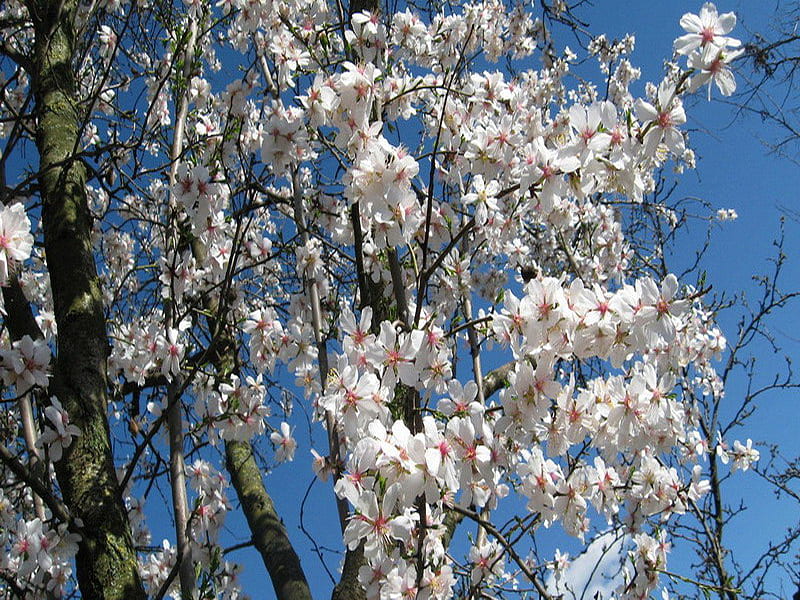 almond, tree, spring, blossom, HD wallpaper