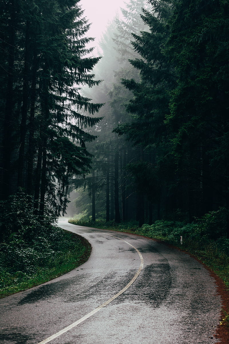 road, fog, trees, turn, asphalt, HD phone wallpaper