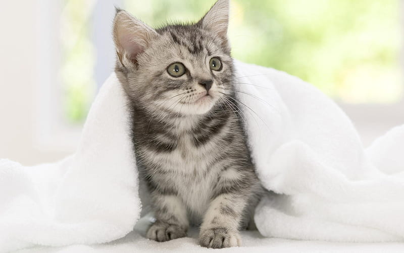 baby kittens-fun cat, HD wallpaper