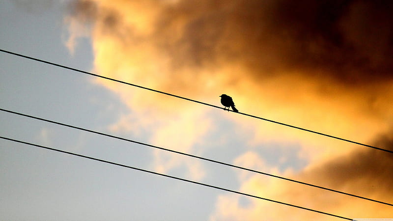 spectator, wire, cloud, sky, bird, HD wallpaper