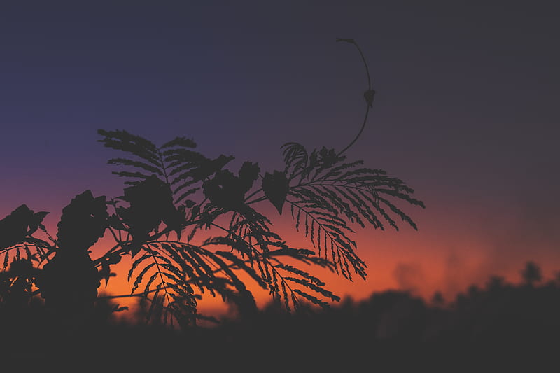 Silhouette of Plants during Dawn, HD wallpaper