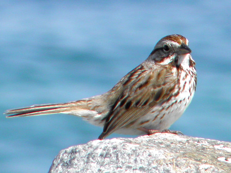 Tiny Bird2, fly, water, bird, rock, flying, ocean, HD wallpaper