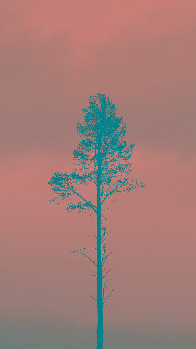 Pink Sky Pine, blue, cool, nature, simple, tree, trippy, wood, HD phone wallpaper