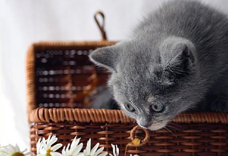 sniffing the flowers, basket, flowers, sniffing, kitten, cats, animals, HD wallpaper