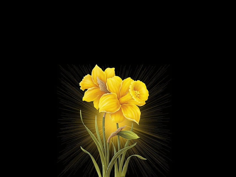 Yellow flower on black back, flower, yellow, black, HD wallpaper