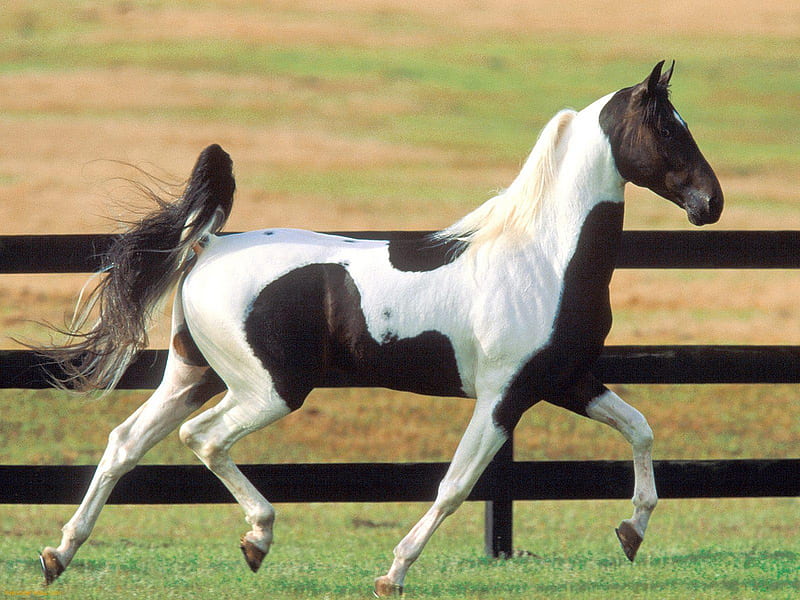 Pride in his step, fence, stallion, back and white, prancing, pasture, horse, pinto, HD wallpaper