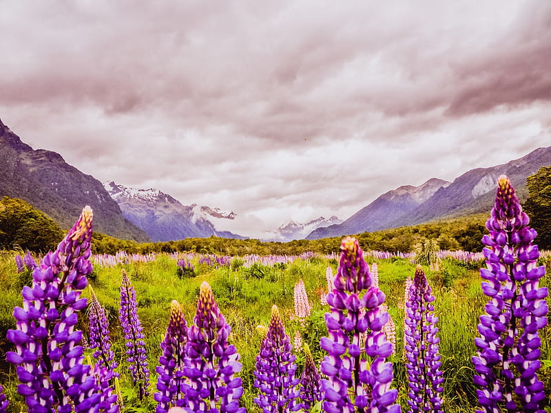 Lupins in Fiordland Natl Park, NZ, National Parks, Flowers, Nature, Landscape, New Zealand, Lupins, HD wallpaper