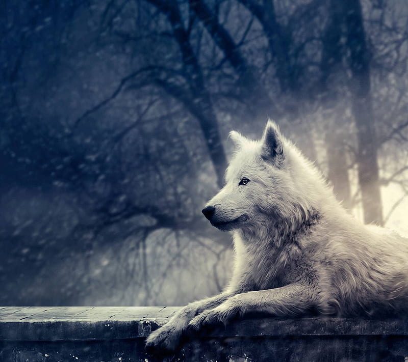Lobo, nieve, fresco, blanco, animal, invierno, lobos, Fondo de pantalla HD  | Peakpx