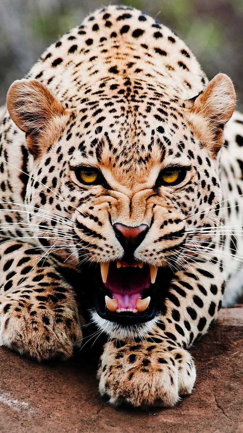 Set As Lock Screen, Leopard, animal, angry look, HD phone wallpaper