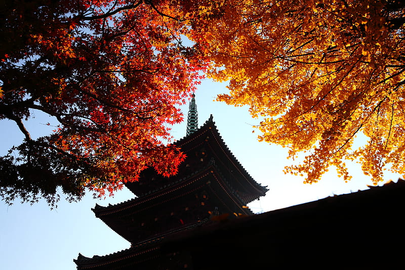 Beautiful autumn colors Japan, five-storied pagoda, japan, ueno, tokyo, HD wallpaper