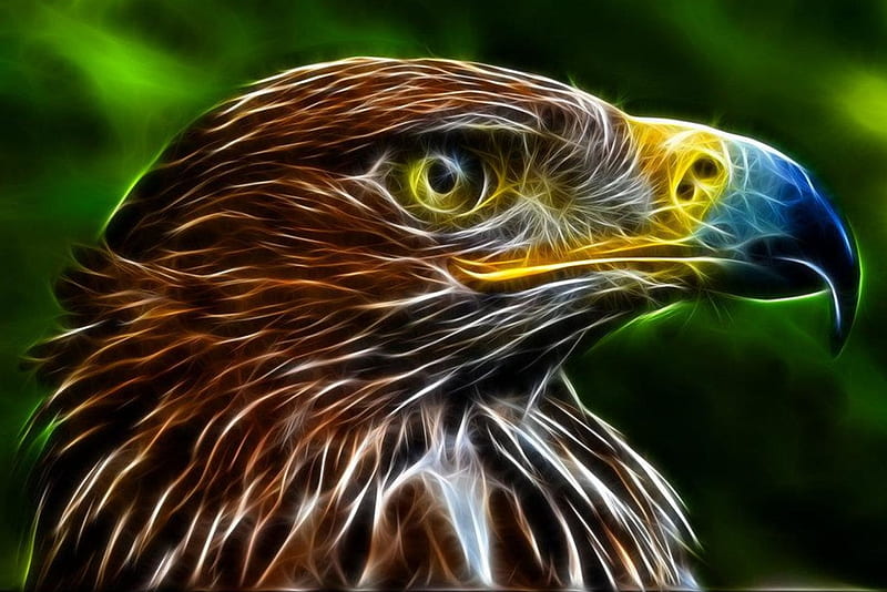 eagel, eagle, bird, animal, HD wallpaper