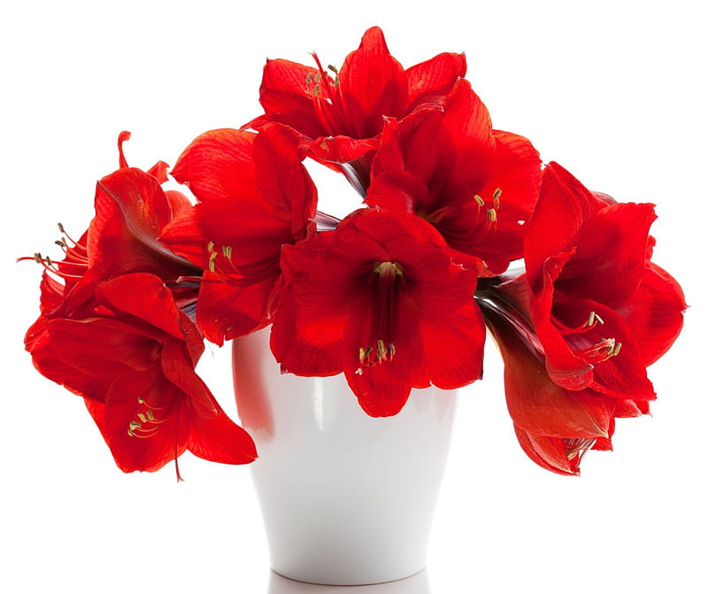 Red amaryllis, red, amaryllis, christmas, bouquet, vase, HD wallpaper