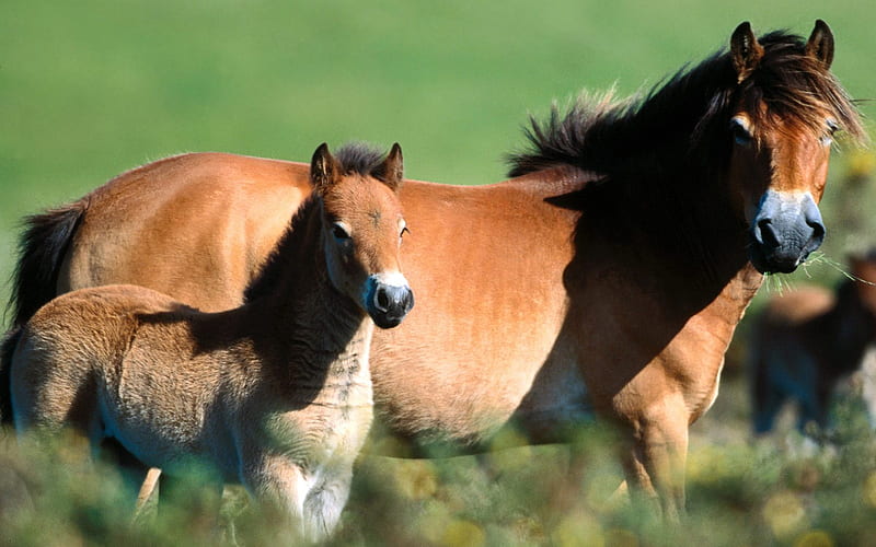 The Shetland Pony, riding ponies, ponies, shetland horses, horses, wild horses, HD wallpaper