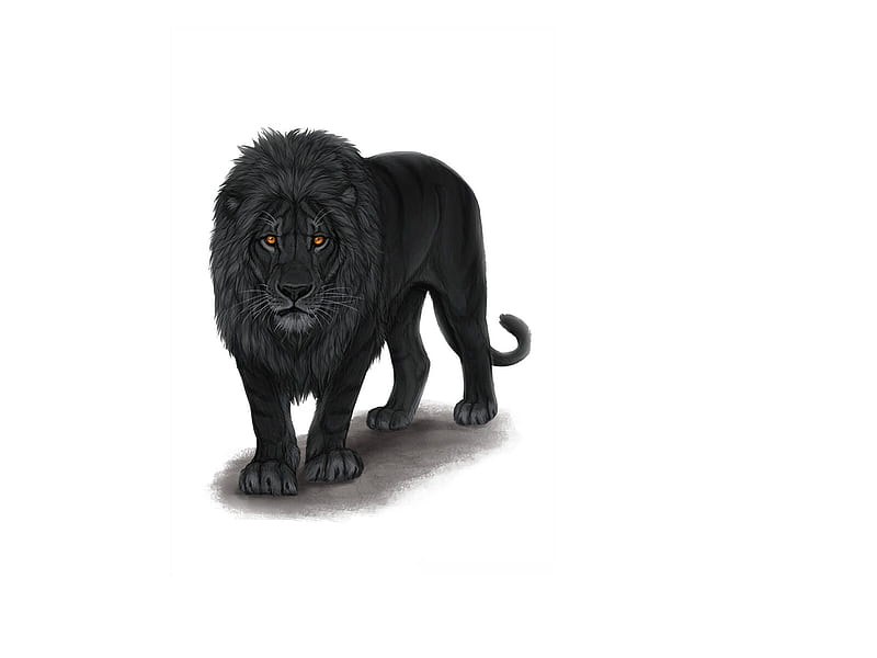 León negro, sandra braun, leones, deyvarah, fantasía, negras, blancas,  Fondo de pantalla HD | Peakpx